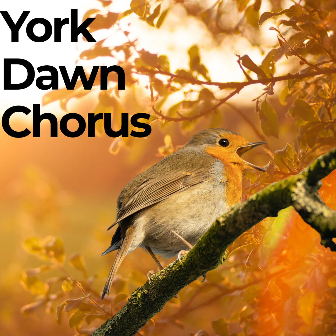 York Dawn Chorus Logo